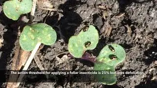 Canola Watch: Flea Beetle Thresholds