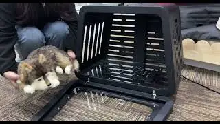Sunglor Red Light Therapy Pet Bed | Dual-Function OEM Solution