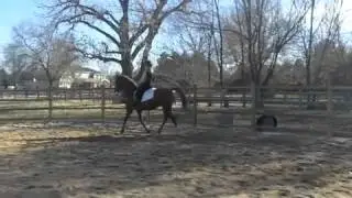 Basics of sitting the trot
