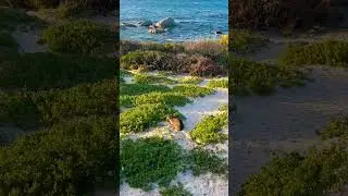 African Rock Hyrax in the Wild! Amazing Wildlife Sighting #hyrax