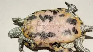 Turtle with hole in shell/ on the mend