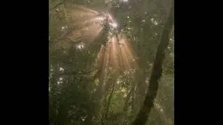 ambient x nature x shed theory type beat 