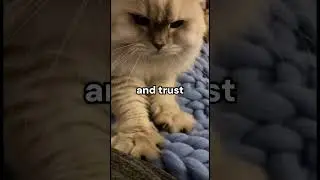 Why Do Cats Knead? The Heartwarming Truth #cuteanimals #animallife #cat #animales #cute #shortsvideo
