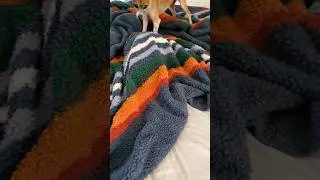 Dog vs Cat | Constant rivalry