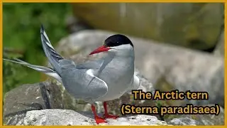 The Arctic Tern: The Longest Migrant Bird on Earth