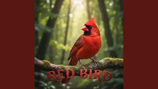 RED BIRD