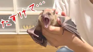 飼い主に触られて