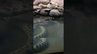 Anaconda in trivandrum zoo #shorts #trivandrumzoo #trivandrum #musium #snake  #anacondasnake #viral