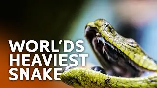 Is This the World's Most Dangerous Snake? The Amazon Anaconda Revealed