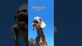 Cute Goat Kids Sound | Goat Kids Calling Mama❤️❤️👌#viralshorts #baby