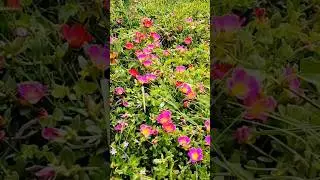 Reduce Stress Naturally with Gardening 🌱 | Nature's Therapy💜 #stressrelief  #therapy #gardening