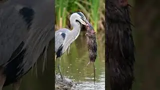 Grey heron catches a rat #Heron #Heronbird #Heronviral
