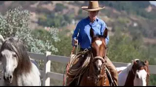 My Work: HORN Animal Wellness Ad - for SupplySide Animal Nutrition Insights