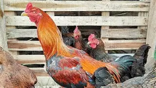Save Money Build a Chicken Coop and Organic Garden with Pallets!