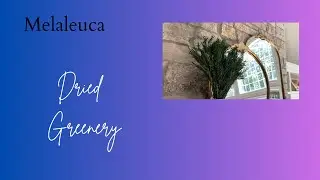 Dried Greenery Plant Melaleuca bracteata | Perfect for Home Decor & DIY Arrangements
