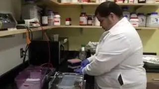UF/IFAS Research Disease Resistance in Peanuts and Sugarcane