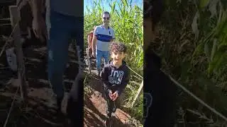Amazing Corn Maze