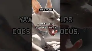 Yawning helps dogs reset focus. Nervous system regulation.