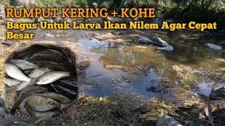 Persiapan Kolam Sebelum Tebar Benih Ikan Nilem Agar Cepat Besar 3 Bulan Panen #budidayaikannilem