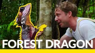 This is Australia's Ultimate Rainforest Lizard!