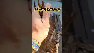 WORST CASE OF DRY ROT! #dryrot #rottedwood #termites #carpenterants #restoration