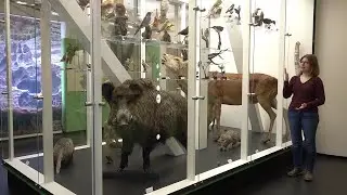 Zeit für Natur im Pfalzmuseum (1) – Raum Pfälzerwald