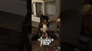 He Was So Afraid Of Everything! #dogtraining #australianshepherd #shorts