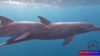 Christmas Liveaboard Diving trip 2022/2023 golden dolphin iv