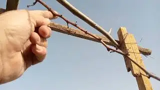طريقه تقليم العنب ومداد العنب على الكعبه وجمعه مباركه عليكم 