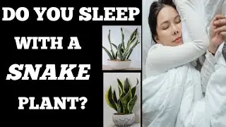 Snake Plant Health Benefits. How Snake Plant Controls Indoor Pollution.