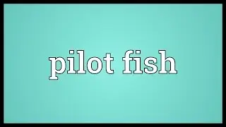 Pilot fish Meaning