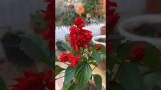 Reporting of salvia splendens in big pot #gardeningvideos #indoorplanting #plant #homegardens