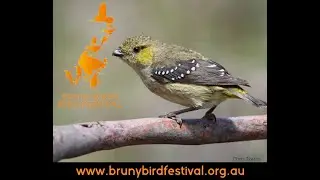 Bruny Island Bird Festival 2018 Video