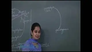 Life Cycle Pattern in Plants |#shortvideo | Infinity Learn NEET |Life cycle patterns in hindi Le 20