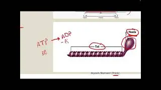 Contractile proteins & muscle contraction and relaxation p1