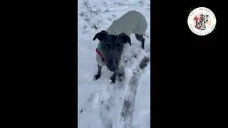 🐾 Togo, Rauhaargalgo &ndash; ein junger Hund zum Verlieben 🐾🧡