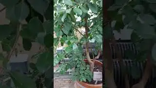 Yellow strawberry guava
