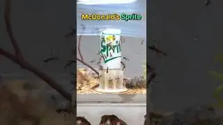 I GAVE my ANTS McDONALDS SPRITE!!