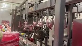 Linco automatic chicken cut up line