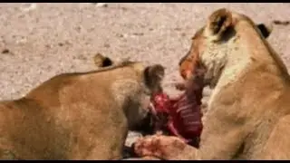 Ruthless Predator - Part 1