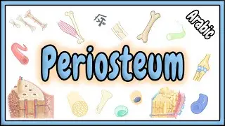 84. Periosteum || سمحاق العظم