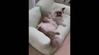 #washablecover  #petlover #pets #petsvlog #sofabed  Get yours, Link in my Bio