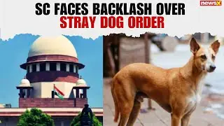 Delhi Stray Dog Controversy: CJI BR Gavai Promises Review After Conflicting Orders | NewsX