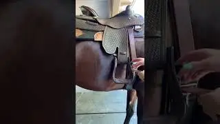 Western Cinch Tutorial #shorts #westernriding #equestrian #saddle #cinch #horseriding