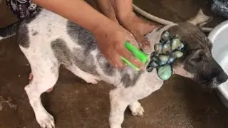 Help get rid ticks from poor puppy and bath