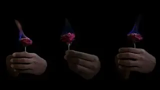 Rose on fire🌹🔥#viral #video #rose #new  #magic #fire #viralvideo #artist #art #photography #trending