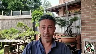 Le 3 cose da fare quando vai in vacanza per curare i tuoi bonsai