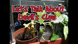 Let's Talk About Devil's Claw (for Pain)