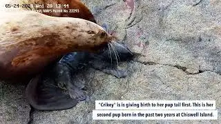 Wild Steller sea lions giving birth: Chiswell Island Research 2023