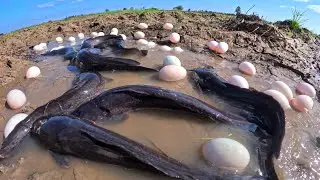 wow amazing Fishing, catch a lot of fish and pick duck eggs in rice field